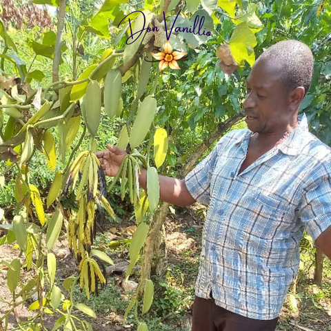 Africké vanilkové lusky (kráľovské) • Plné a dužinaté vanilkové lusky • Prémiová gurmánska kvalita • Ručný zber a priamy dovoz